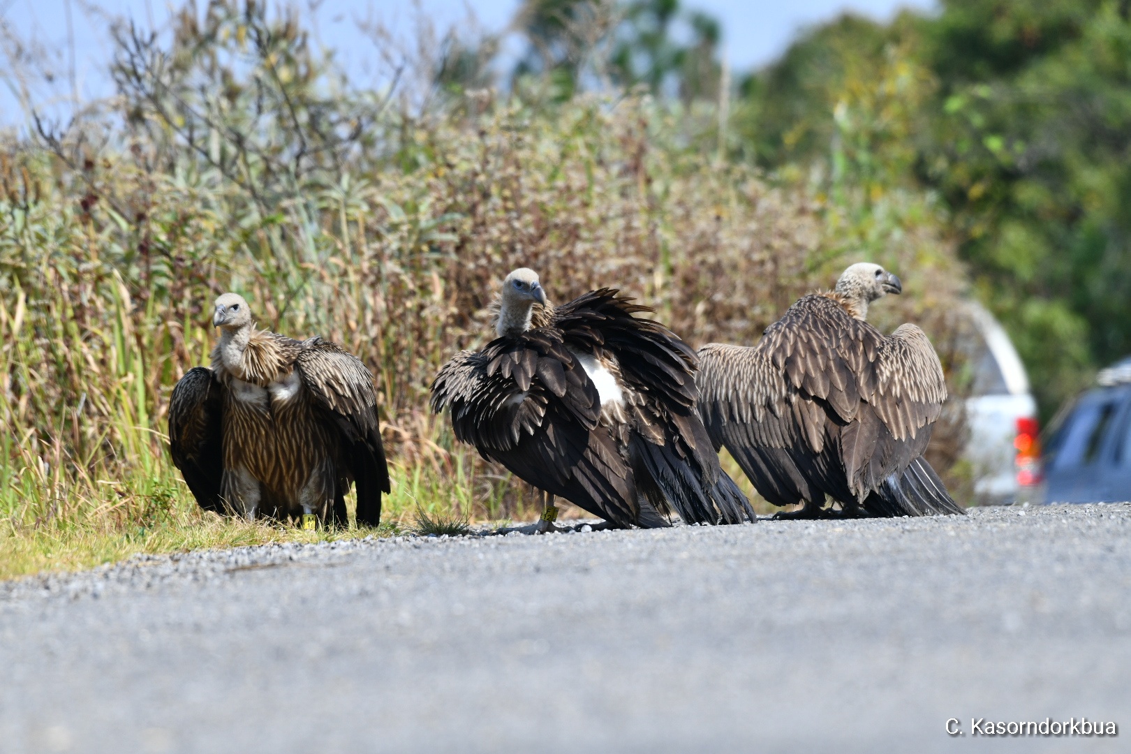อีแร้งสีน้ำตาลหิมาลัย Himalayan Vulture | Birds of Thailand: Siam Avifauna