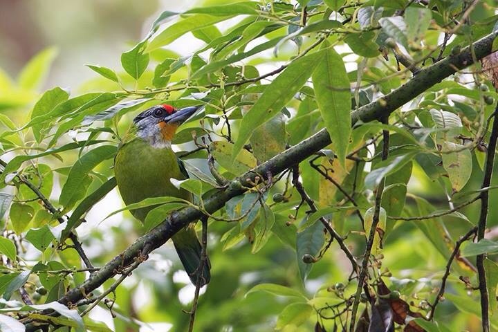 นกโพระดกคางเหลือง Golden-throated Barbet | Birds of Thailand: Siam Avifauna นกโพระดกคางเหลือง Golden-Throated Barbet | Birds Of Thailand: Siam Avifauna