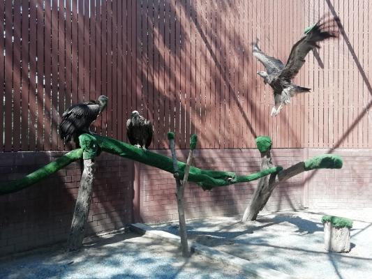 The vultures in flight enclosure