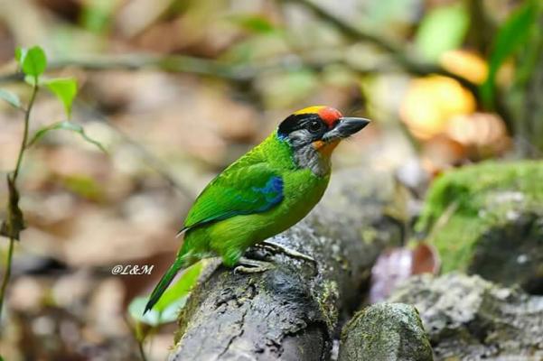 นกโพระดกคางเหลือง Golden-throated Barbet | Birds of Thailand: Siam Avifauna นกโพระดกคางเหลือง Golden-Throated Barbet | Birds Of Thailand: Siam Avifauna
