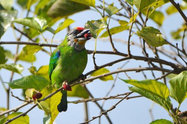 นกโพระดกคางเหลือง Golden-throated Barbet | Birds of Thailand: Siam Avifauna นกโพระดกคางเหลือง Golden-Throated Barbet | Birds Of Thailand: Siam Avifauna